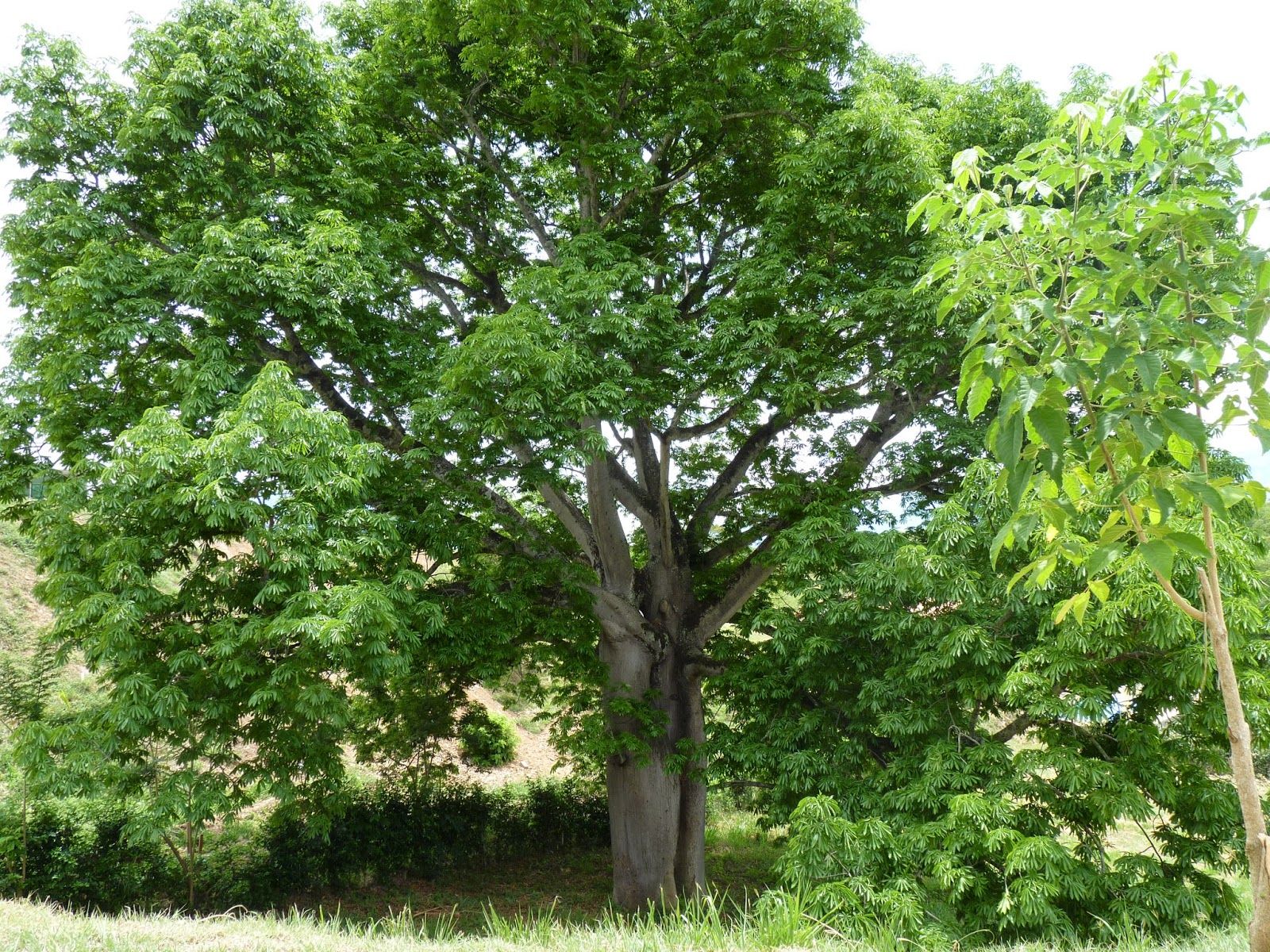 LA CEIBA DE GUATEMALA es el árbol nacional, conócelo