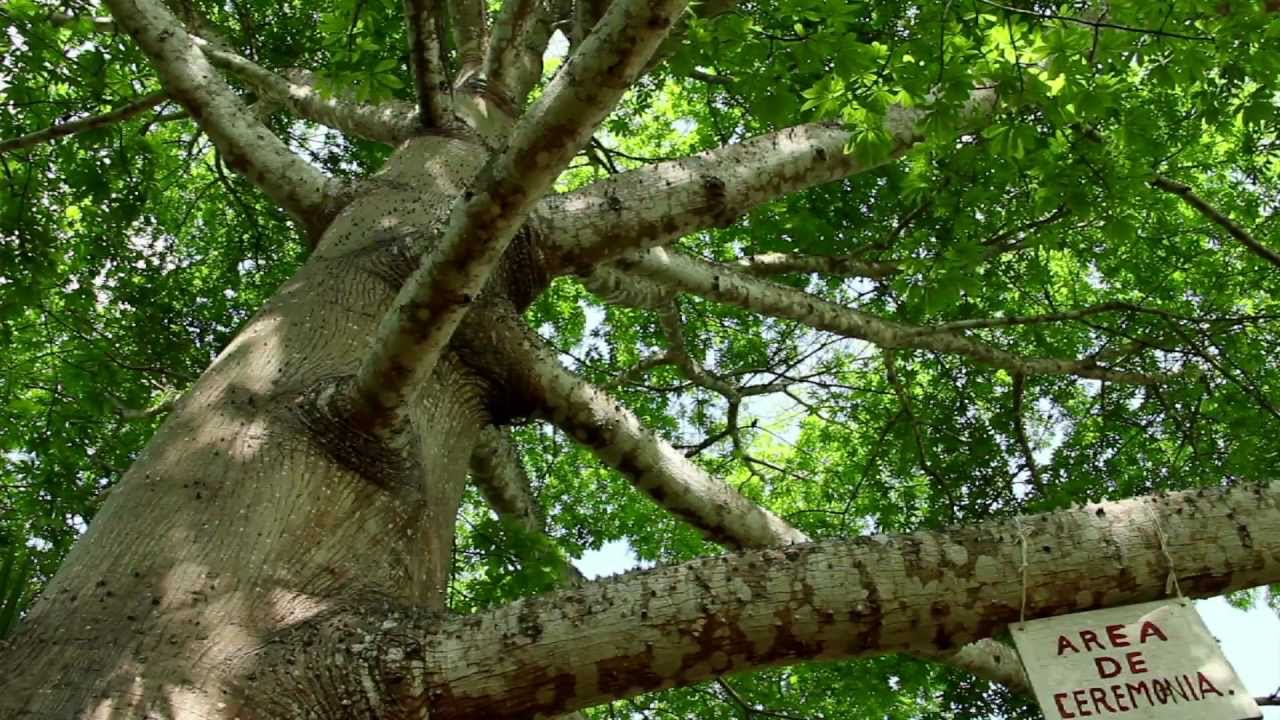 Descubre la CEIBA de GUATEMALA - Árbol NACIONAL